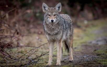 Coyotes in the Park