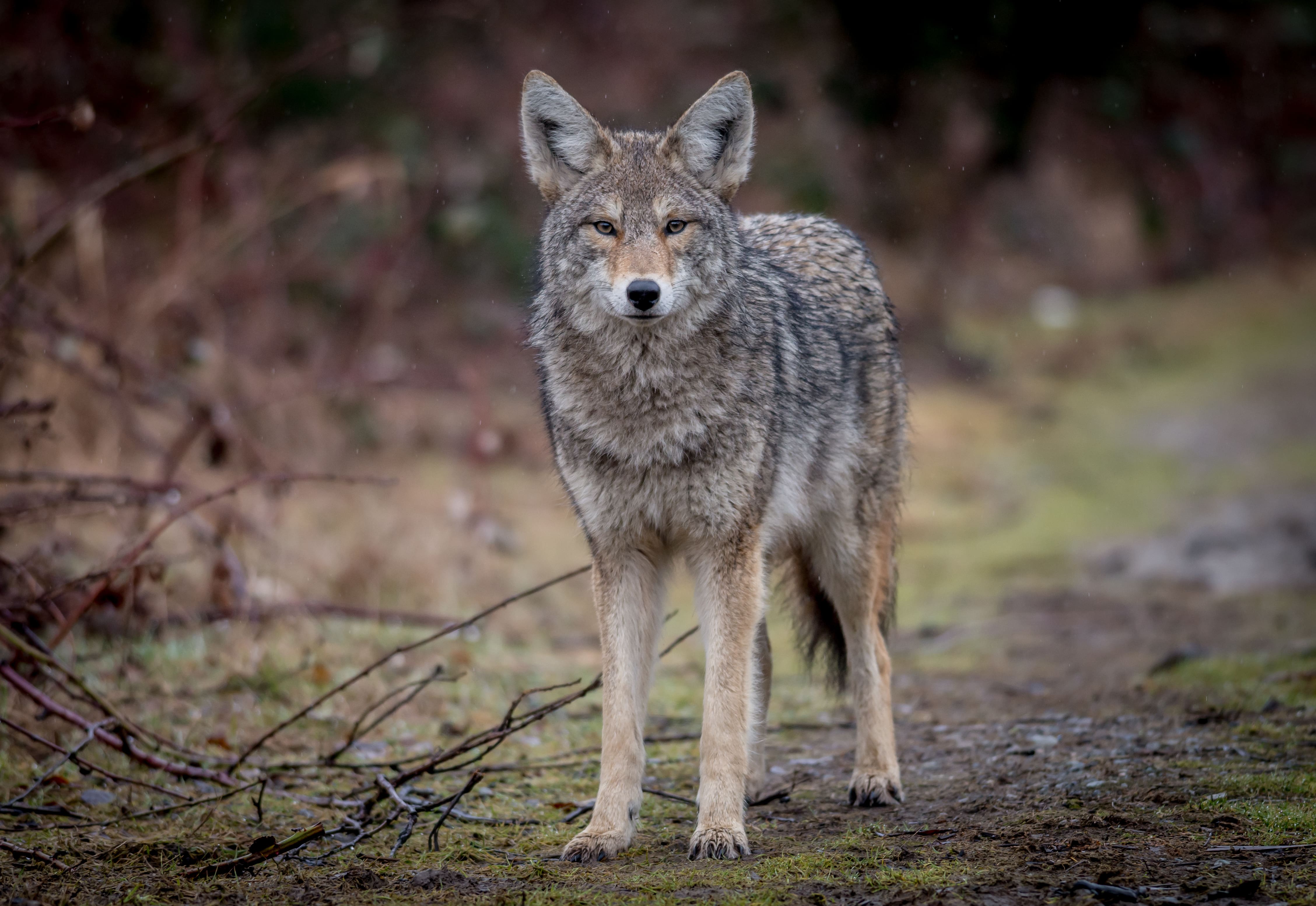 Coyotes in the Park